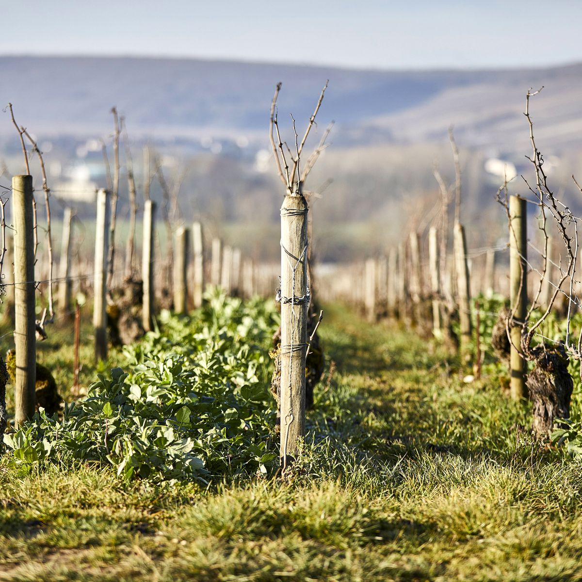 Domaine William Fevre