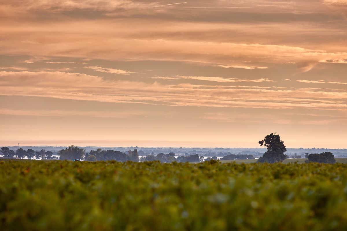 Aufnahmen von rotem Himmel und Weinreben von Chateau Pichon Comtesse de lalande