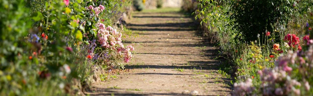 Schotterweg mit rechts und links Blumenwiese auf Château Berliquet