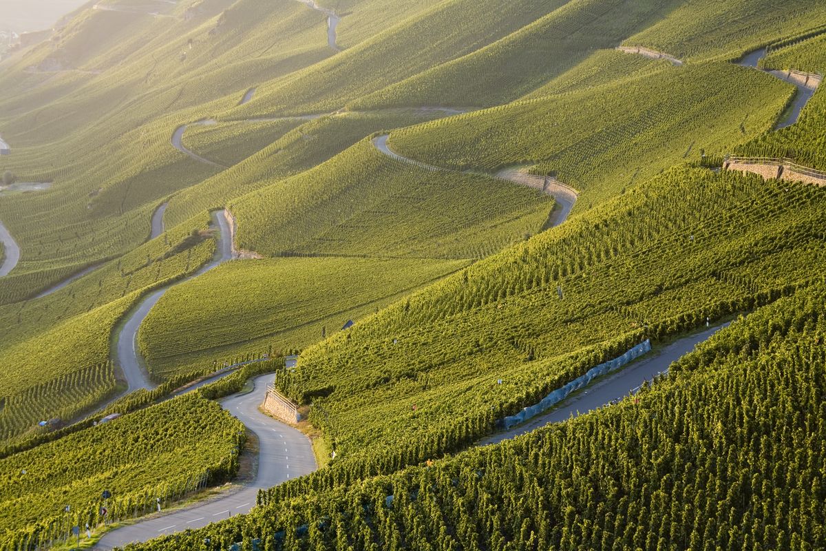 Weinberge bei Morgenlicht des Weinguts Willi Schaefer