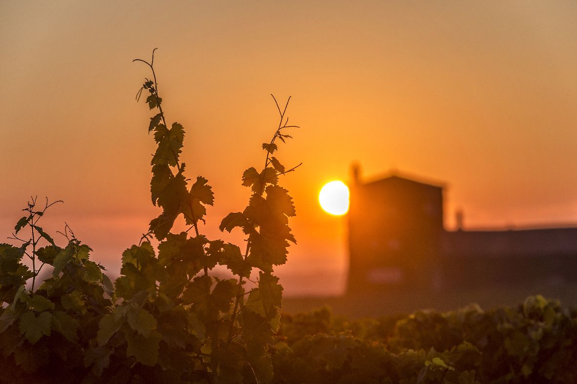 Nahaufnahme von Weinrebenzweig im Hintergrund Chateau Rieussec mit Sonnenuntergang