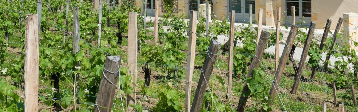 Weinreben von Chateau la Gaffeliere