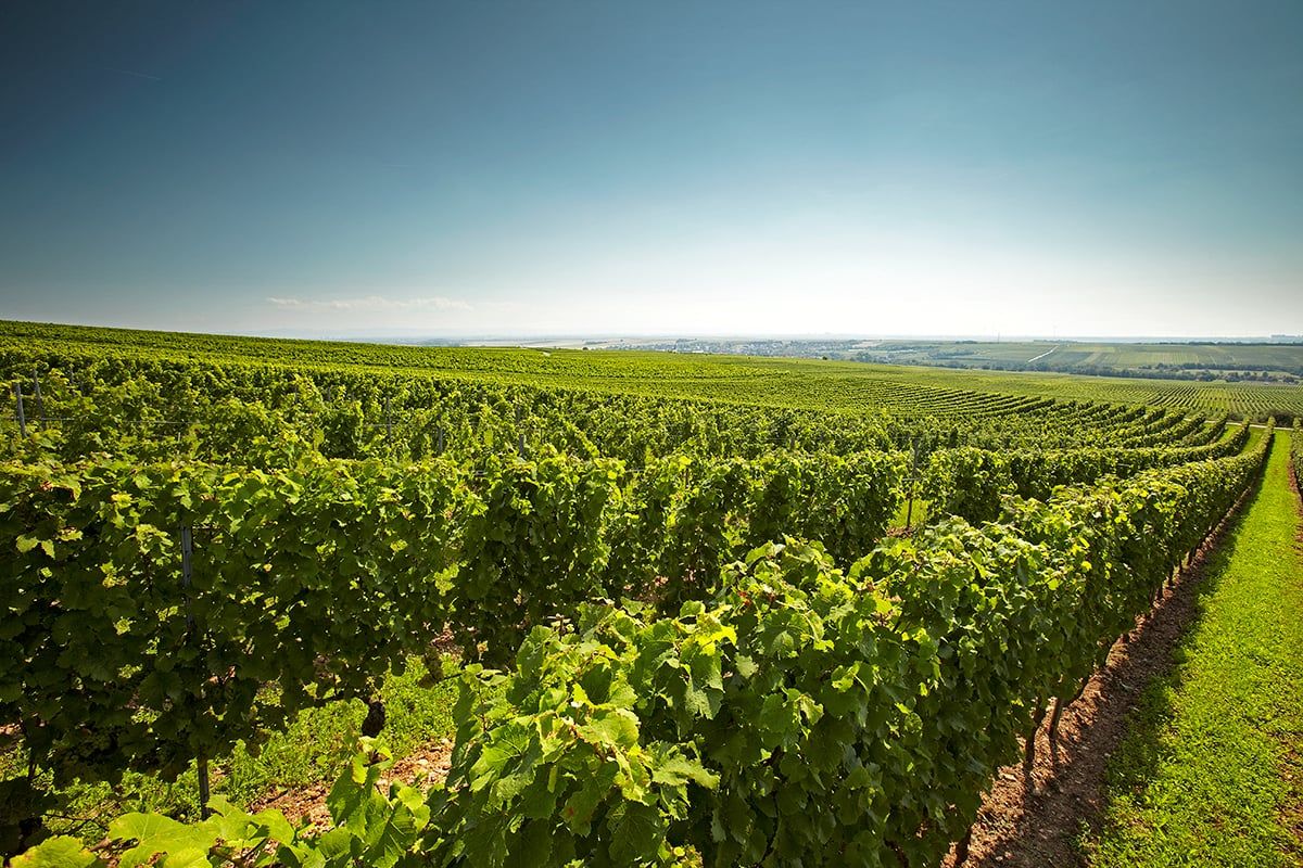 Weinreben im Sonnenlicht von Weingut Wittmann