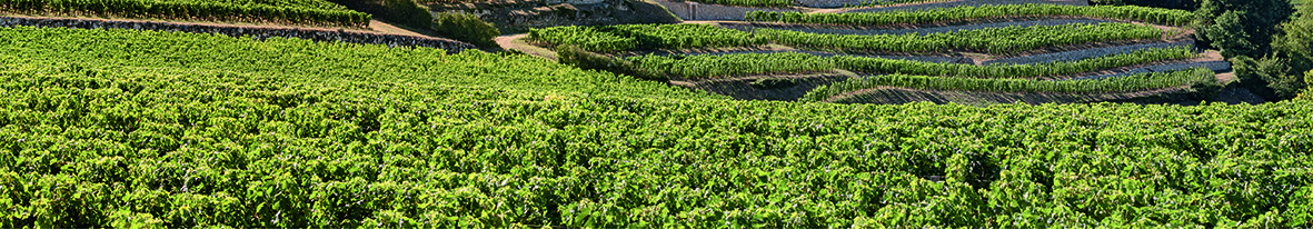 Weite Weinbergslandschaft mit parallelen Rebenreihen auf sanften Hügeln
