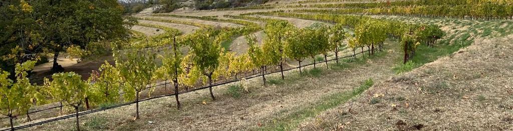 Weinberg auf dem Weingut Mayacamas.