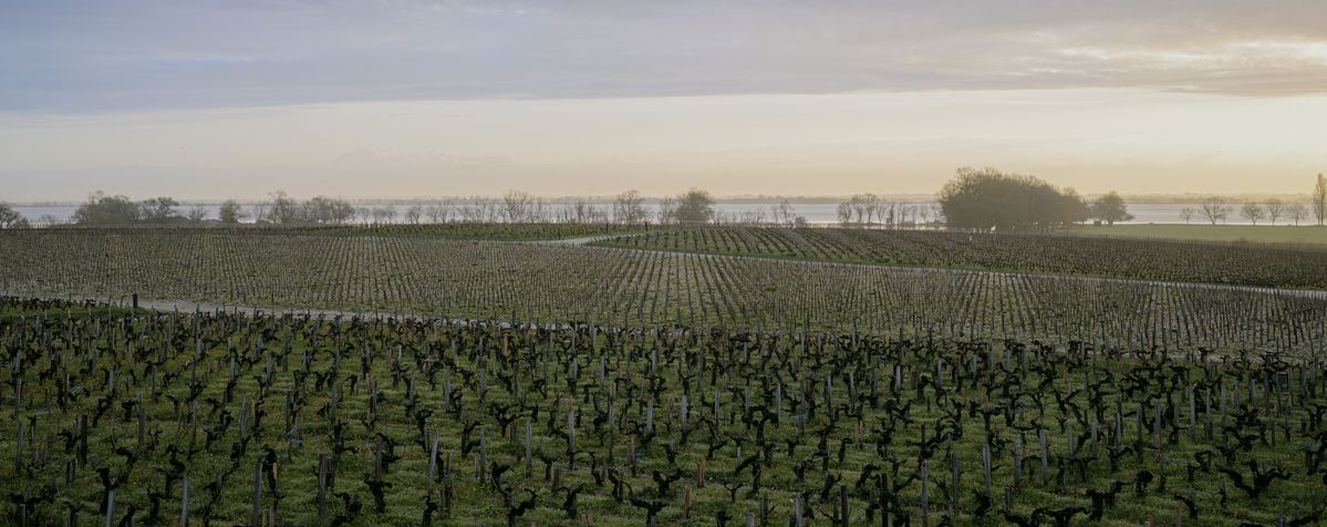 Weitläufige Weinlandschaft unter blauem Himmel