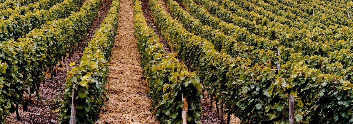 Weite Weinbergslandschaft mit parallelen Rebenreihen