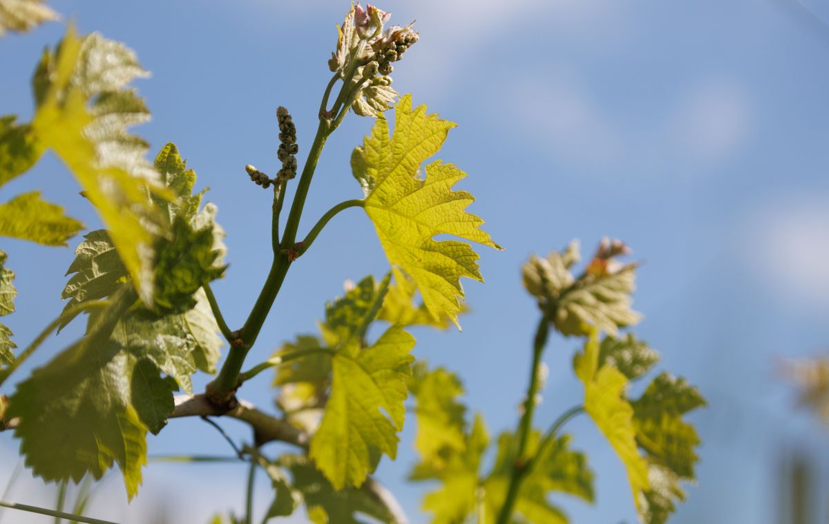 Weinreben auf Château La Conseillante im Tageslicht