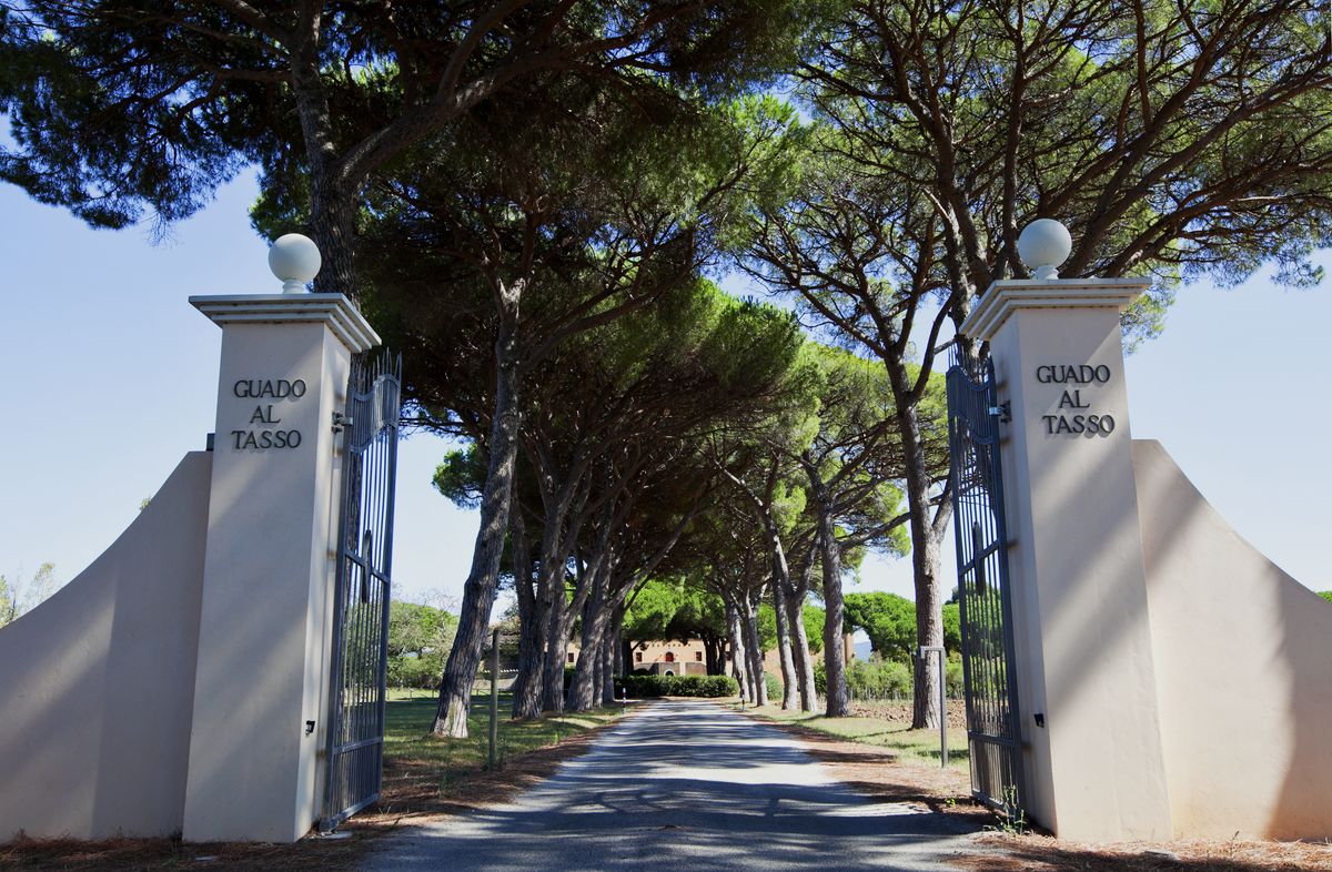 Steintor von Antinori vor Straße mit Baumallee