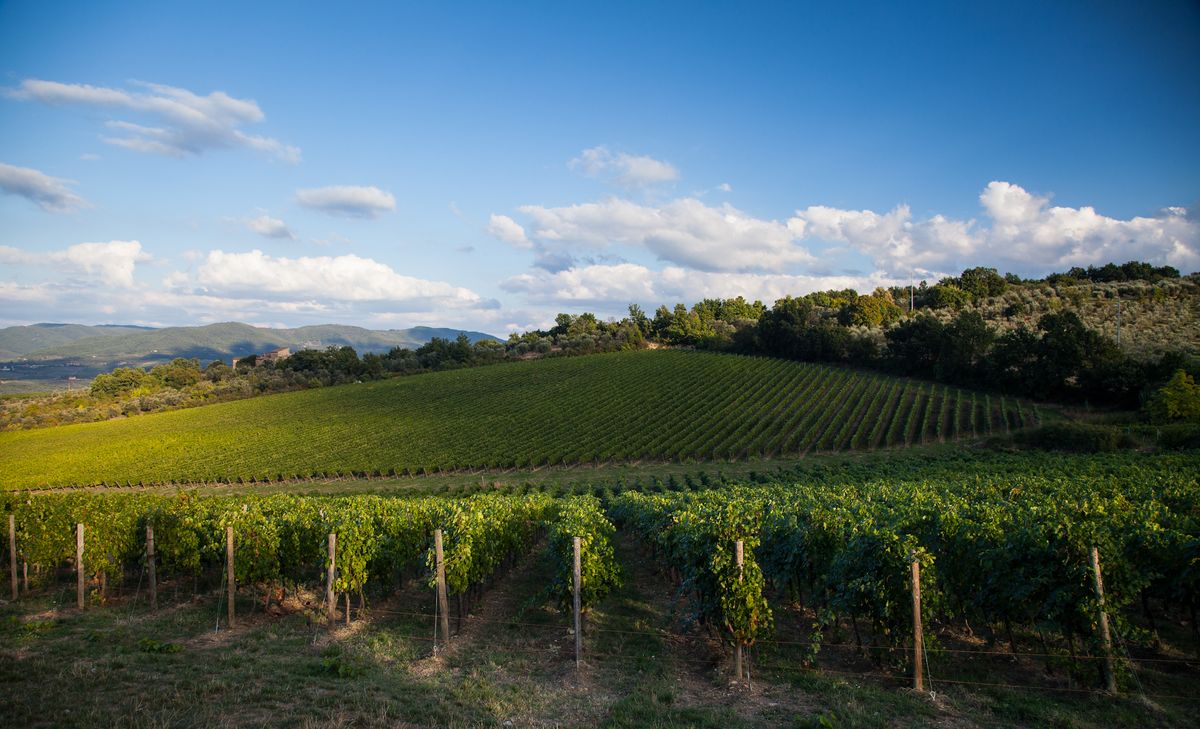 Weite Weinbergslandschaft mit parallelen Rebenreihen auf sanften Hügeln von Antinori
