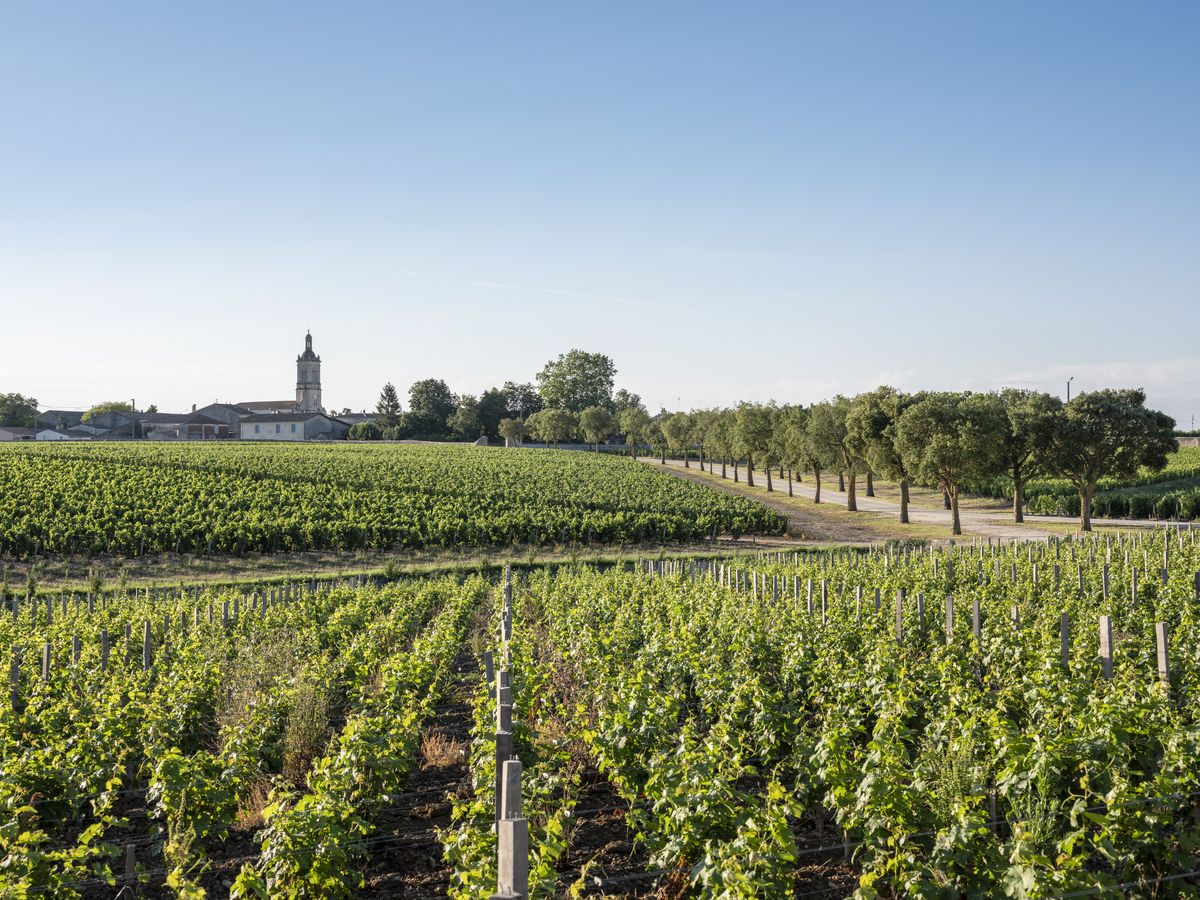Weinreben Reihen unter blauem Himmel und Kirche im Hintergrund