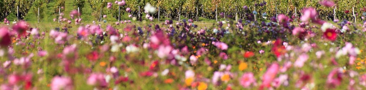 Verschwommene Blumenwiese vor den Weinbergen von Chateau Montrose