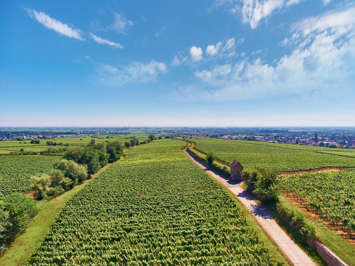 Weinreben von Weingut von Winning im blauem Himmel
