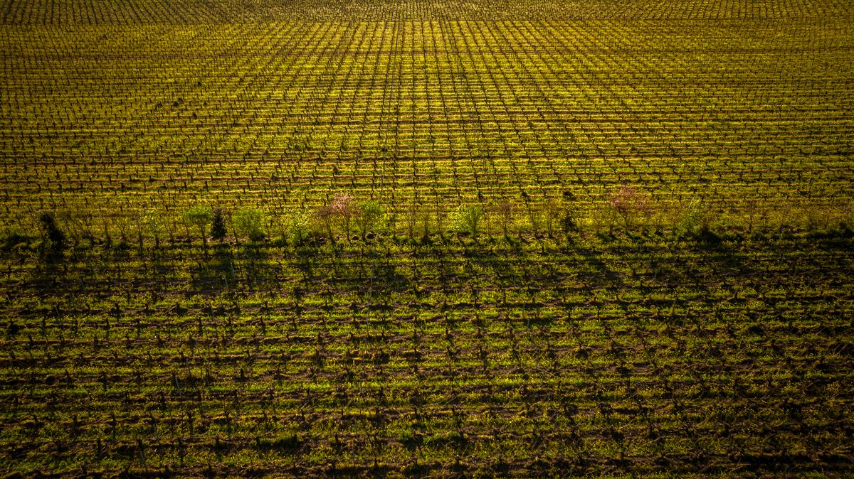 Weinrebenlandschaft von Chateau Ferriere