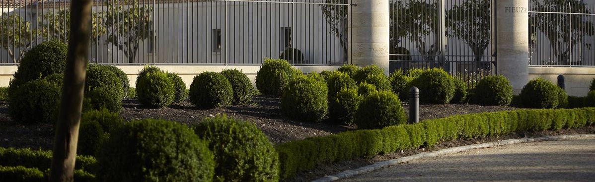 Grüne Buchse vor weißem Gebäude von Chateau de Fieuzal