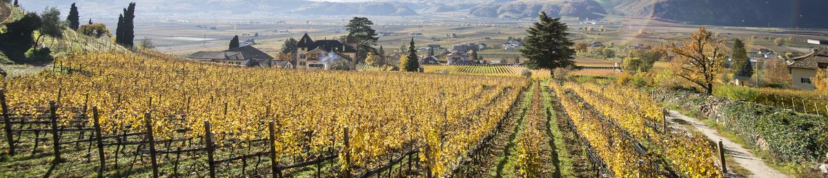 Weinberge von Weingut Kornell bei Sonnenschein im Herbst.