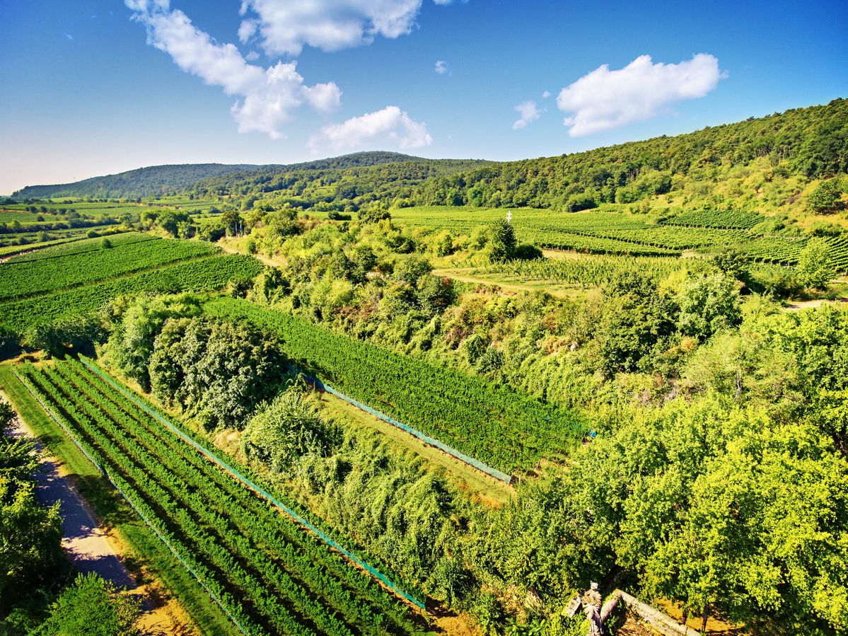 Weingut von Winning
