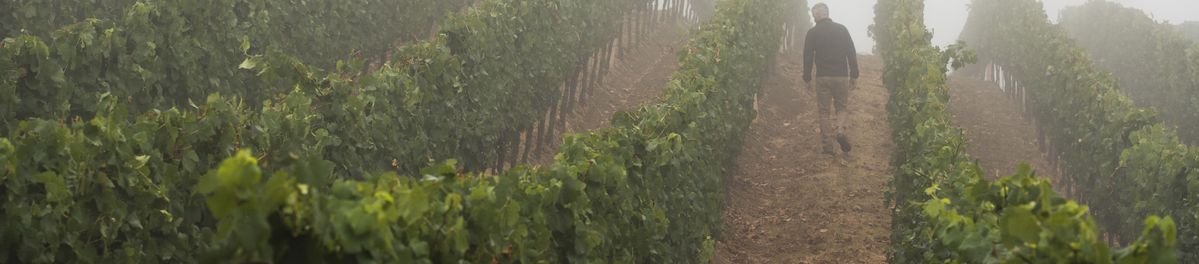 Matt Courtney geht zwischen Weinrebenreihen und kontrolliert die Reben auf seinem Weingut Ferren.