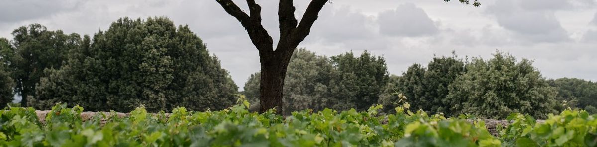 Weinreben auf Château Berliquet mit einem Baum in der Mitte und einem Wald im Hintergrund