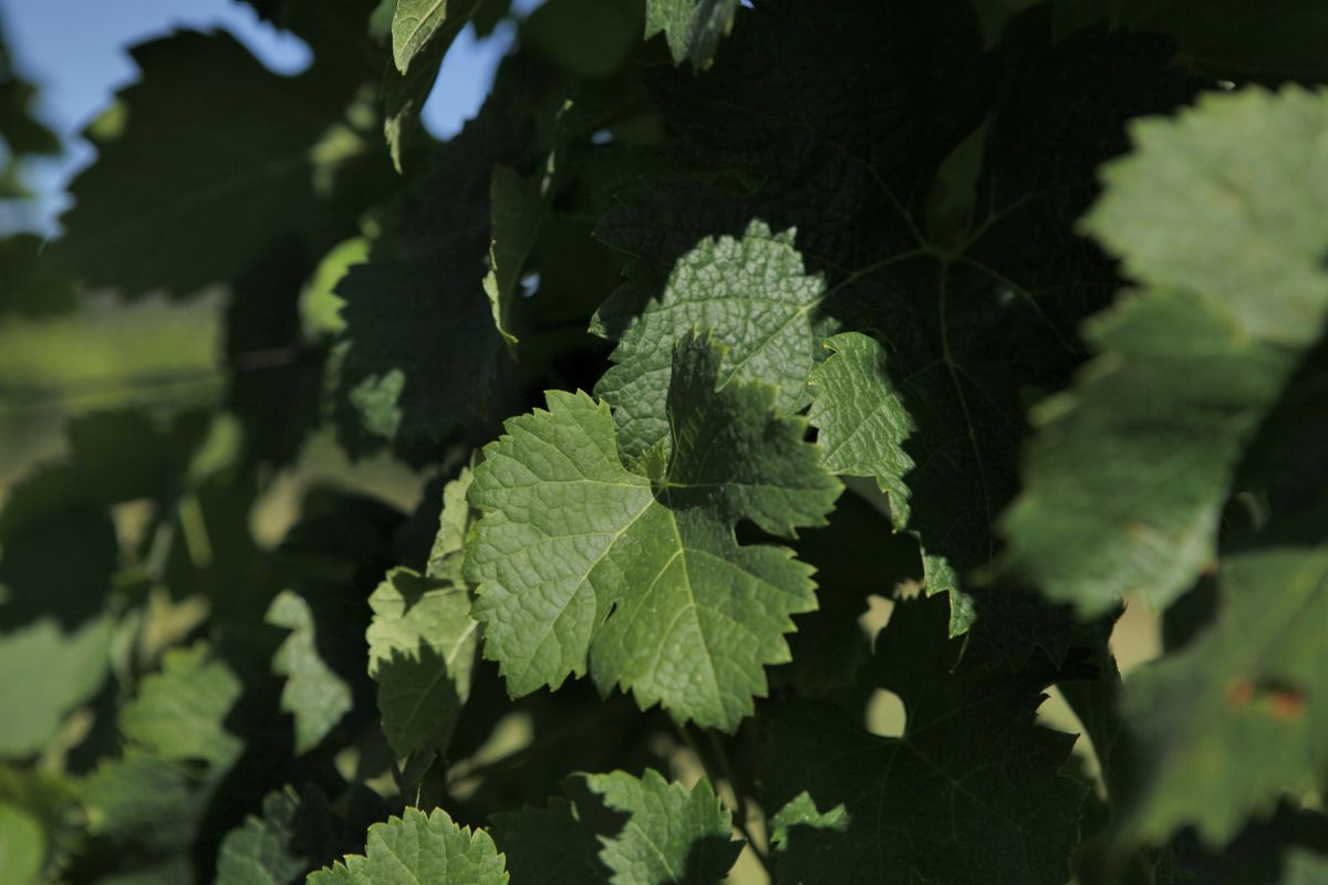 Nahaufnahme von Weinblatt von Château Bélair Monage