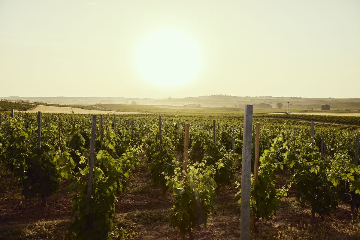 Nahaufnahme grüner Weinblätter an einem Rebstock