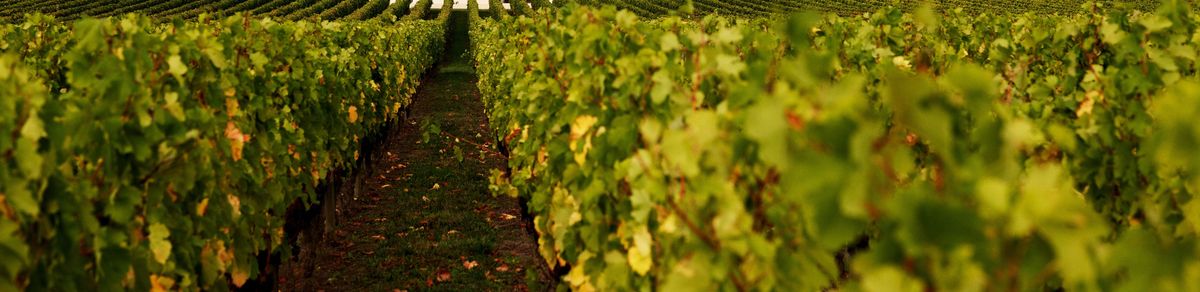 Nahaufnahme von Weinreben von Chateau Grand Mayne