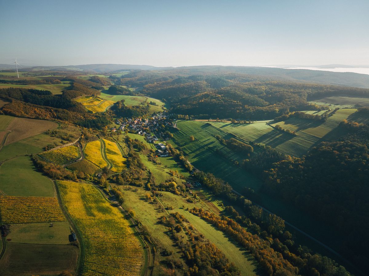 Weite Weinbergslandschaft mit parallelen Rebenreihen auf sanften Hügeln