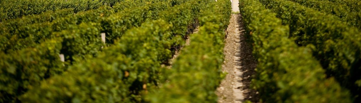 Weinrebenreihen auf einem Weinberg.