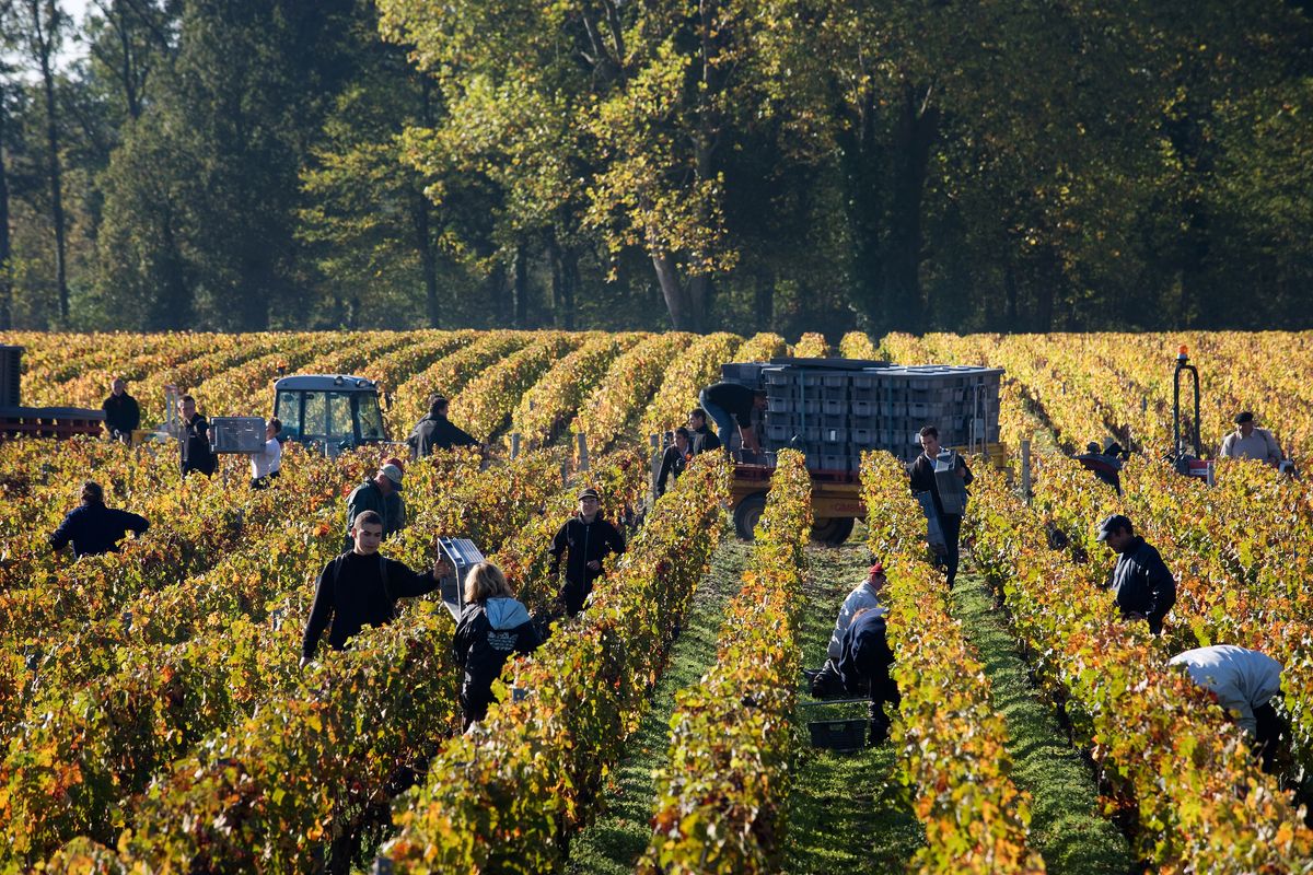 Menschen stehen in gelben Weinreben von Chateau Malartic Lagraviere und arbeiten