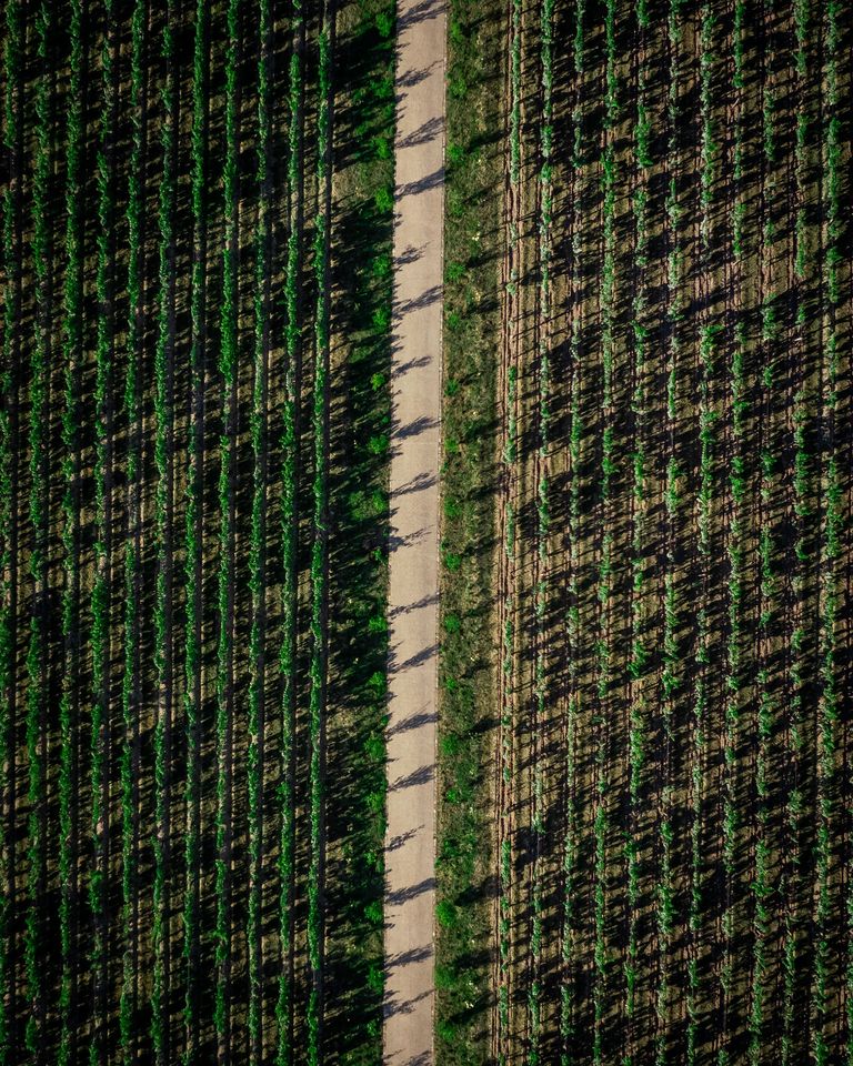 Bild von Weg zwischen Weinreben in der Vogelperspektive von Chateau Smith Haut Lafitte