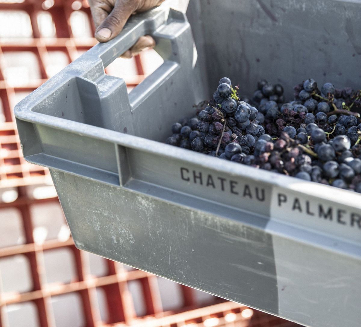 Person hält graue Kiste mit Aufschrift von Chateau Palmer mit Weintrauben darin in der Hand
