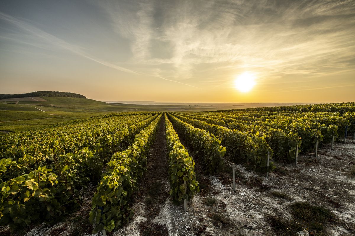 Weite Weinberglandschaft von Laurent Perrier unter aufgehender Sonne