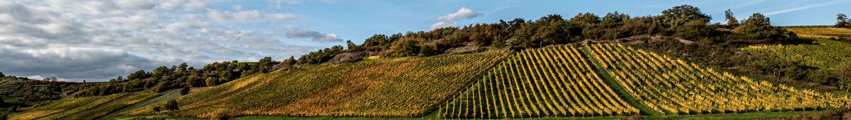 Weite Weinbergslandschaft bei blauem Himmel des Weinguts Wagner-Stempel