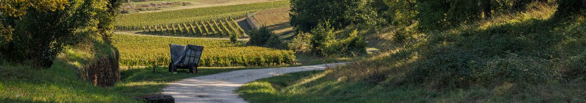 Feldweg der zu den Weinbergen von Château Laroque führt