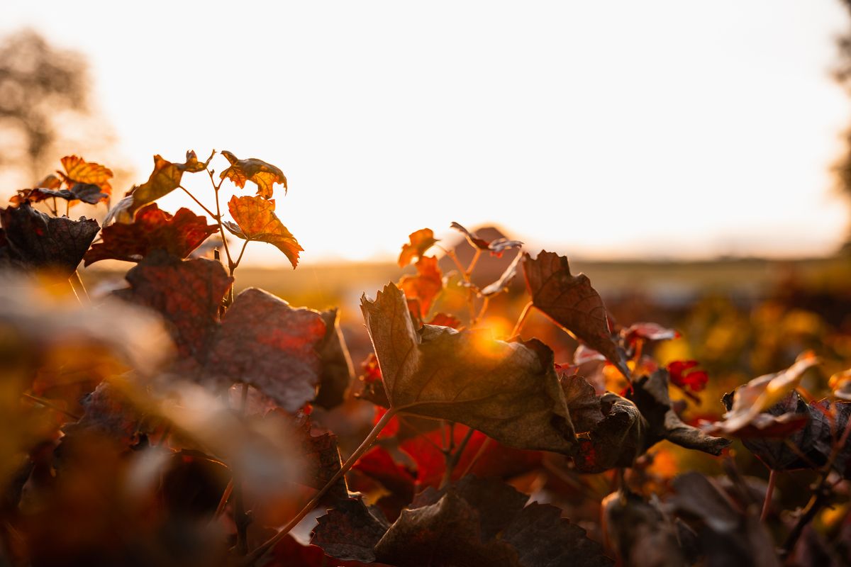 Weinreben im goldenen Gegenlicht bei Sonnenuntergang