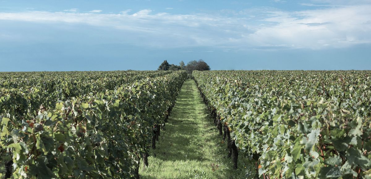 Weite Weinbergreihen und ein schmaler Wiesenweg in der Mitte auf Weingut Petrus