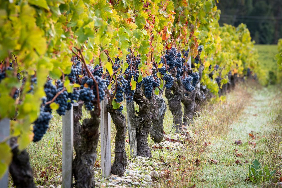 Weinberge mit Zypressenallee und See in hügeliger Landschaft