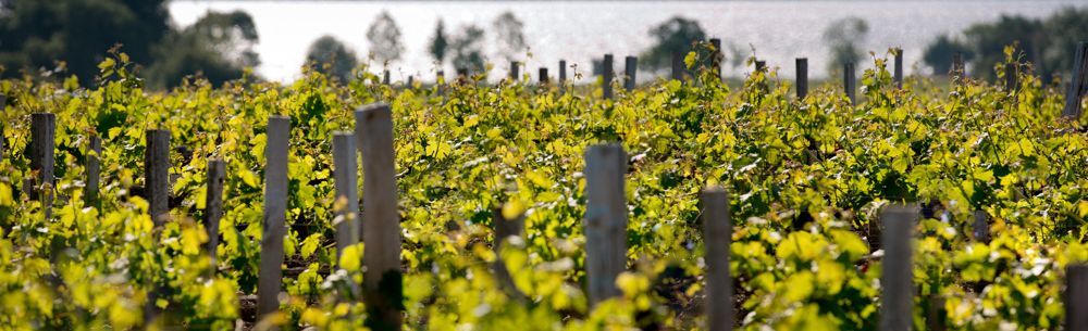Weinbergreihen im Tageslicht mit Blick auf einen See am Horizont