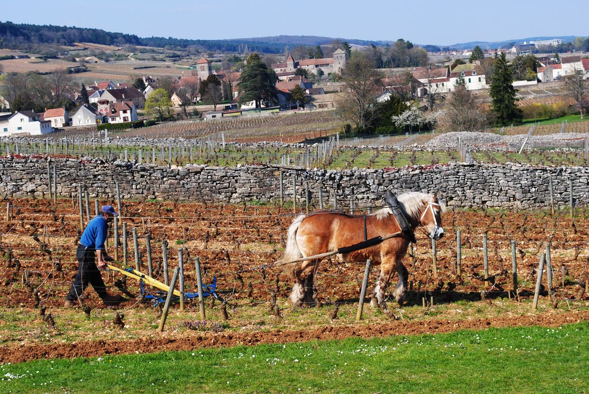Pferd zieht Pflug durch Weinreben und Person geht hinterher mit Dorflandschaft unter blauem Himmel im Hintergrund