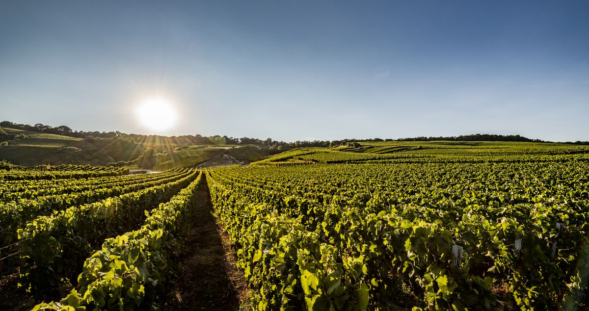 Weite Weinberglandschaft unter strahlender Sonne und blauem Himmel von Laurent Perrier