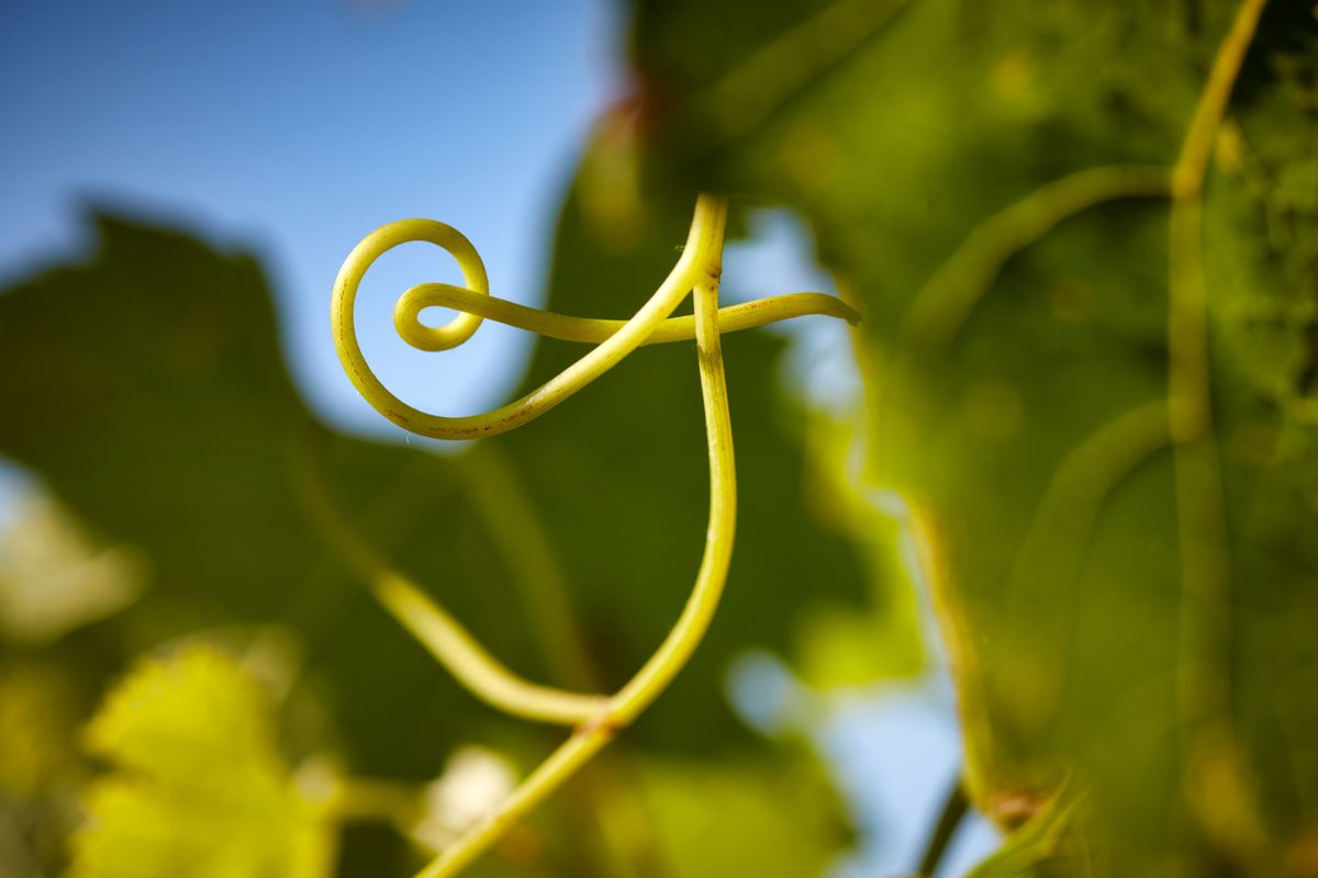 Stil einer Rebe und im Hintergrund Weinblätter auf Château Léoville Barton.