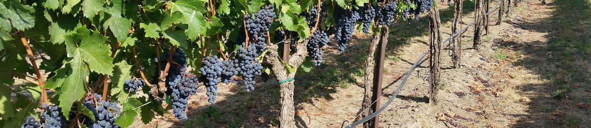 Eine Weinrebenreihe mit roten Trauben auf dem Weingut von Quilceda Creek.