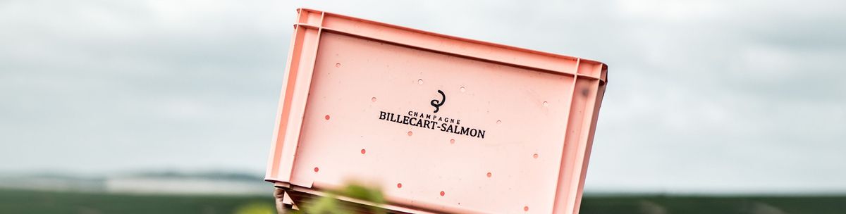 Person mit roter Kiste über Kopf von Billecart Salmon in Weinreben