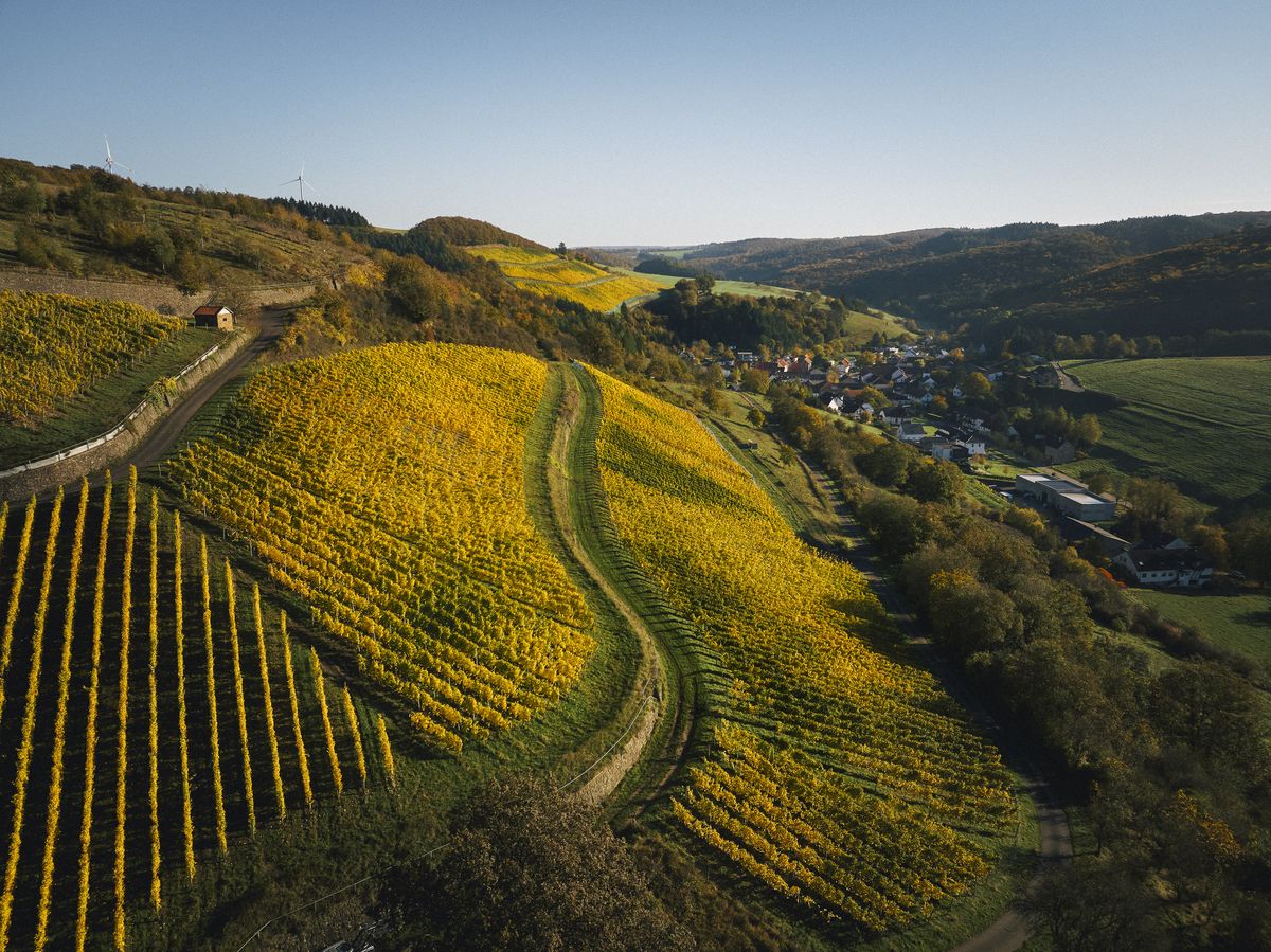 Weite Weinbergslandschaft mit parallelen Rebenreihen auf sanften Hügeln