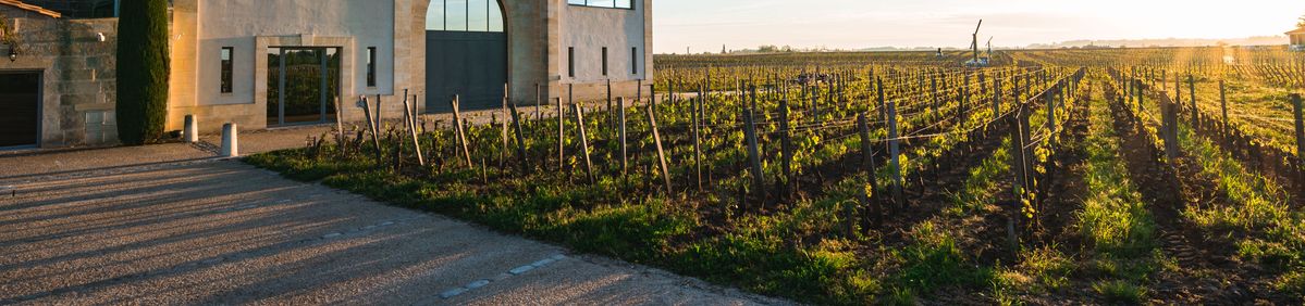 Weinrebenreihen rechts und links die Gebäude von Château La Conseillante