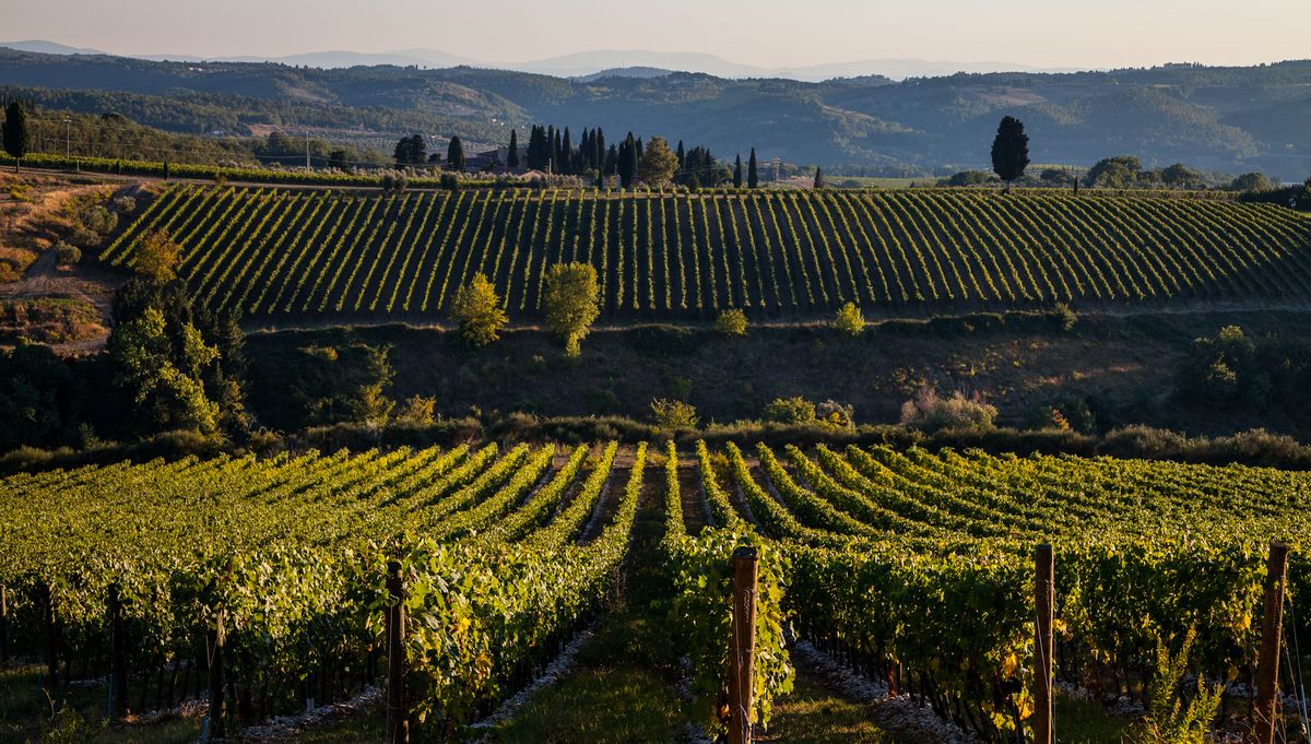 Weite Weinberglandschaft vor bergen mit blauem Himmel von Anitnori