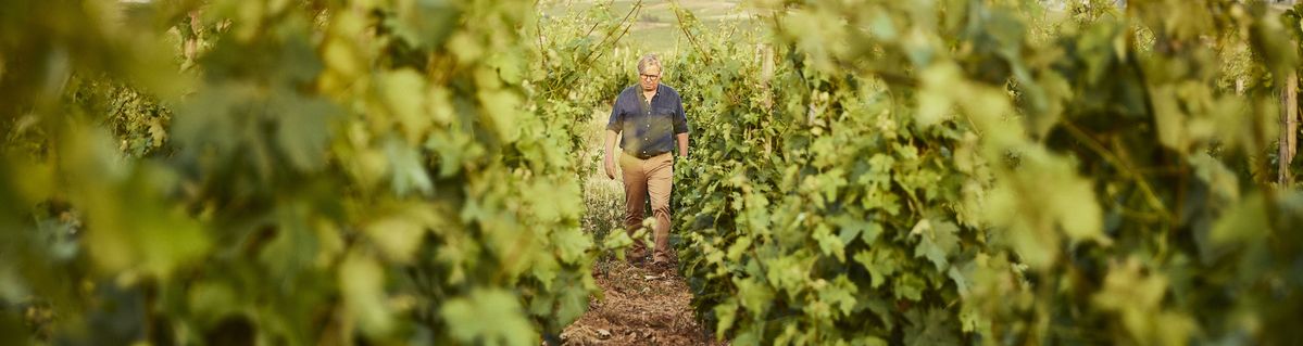 Weingutbesiter Peter Sisseck vom Weingut Dominio de Pingus geht durch die Weinrebenreihen und kontrolliert die Reben.