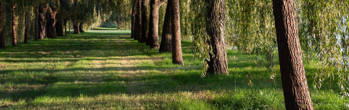 Allee von Bäumen mit einem Wiesenweg in der Mitte