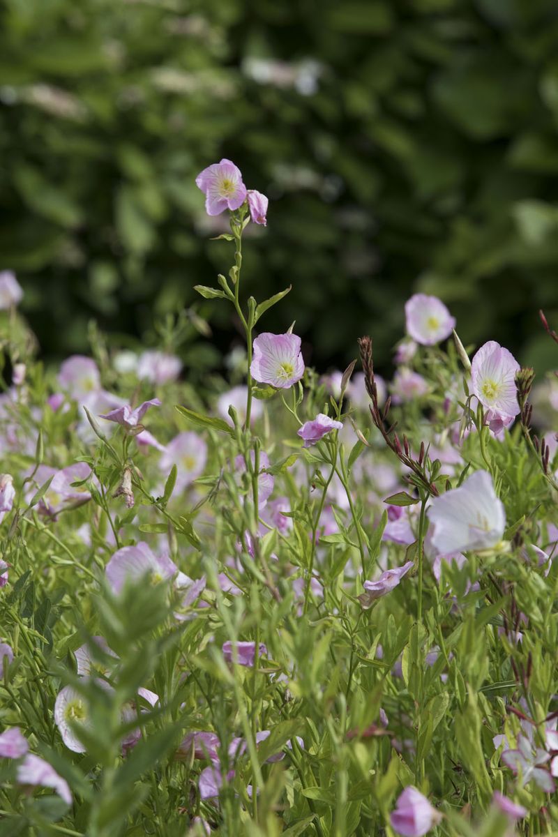 Nahaufnahme von Blumenwiese mit lila Blumen