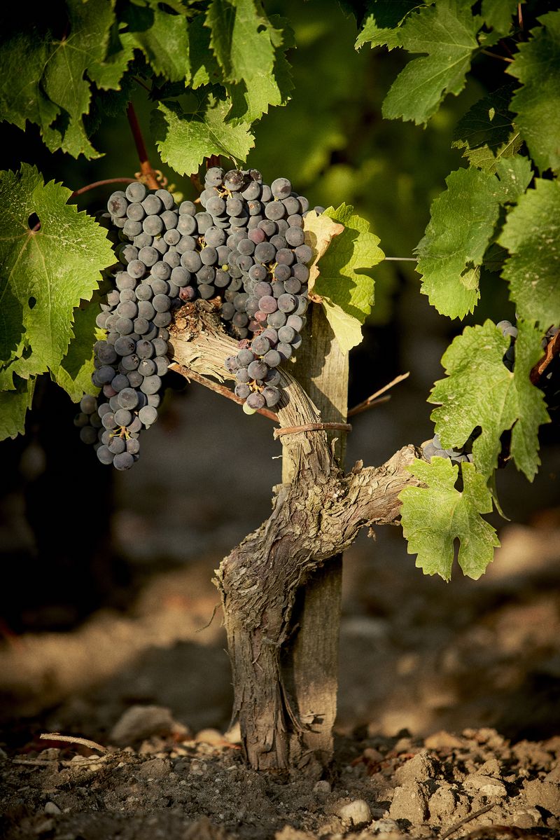 Chateau Pichon Comtesse de Lalande